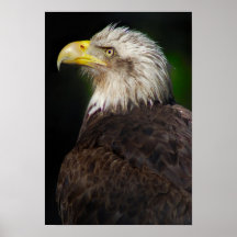 American Bald Eagle Poster