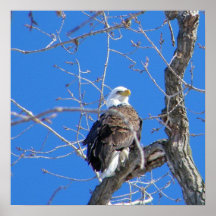 American Bald Eagle Print
