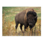American Bison Postcard