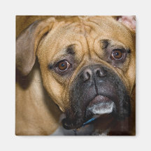 American Boxer Square Magnet