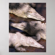 American Crocodiles Poster
