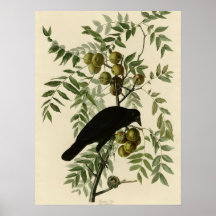 American Crow Posters