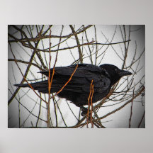 American Crow Posters