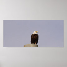 American Eagle Print