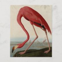 American Flamingo Custom Flyer