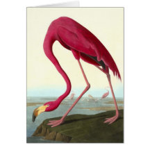 American Flamingo, John James Audubon Greeting Cards