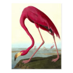 American Flamingo, John James Audubon postcards