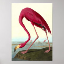 American Flamingo, John James Audubon Posters