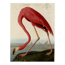 American Flamingo Postcards
