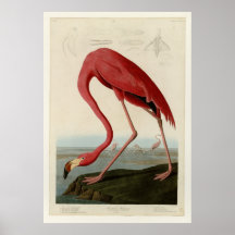 American Flamingo Posters