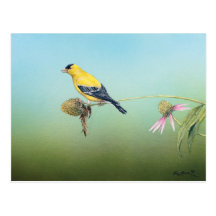 American Goldfinch Postcard