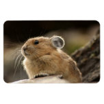 American Pika Vinyl Magnet