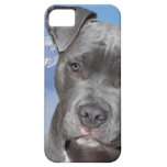 American Pitbull Terrier Puppy Dog iPhone 5 Cover