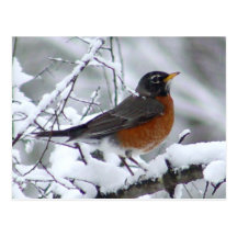 American Robin Bird Postcard
