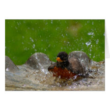 American Robin Card