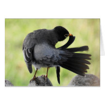 American Robin Card