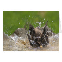 American Robin Card