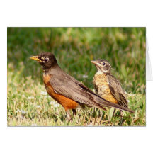 American Robin Cards
