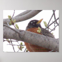 American Robin in Spring Print