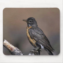 American Robin Mousepads