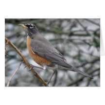 American Robin note card.