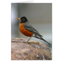 American Robin Notecard