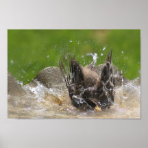 American Robin Print