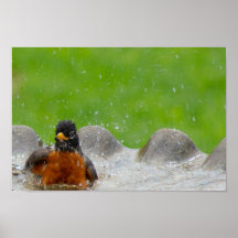 American Robin Print