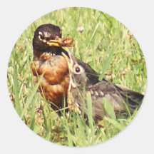 American Robin Round Sticker