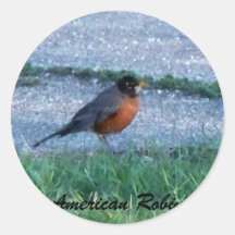 ,American Robin Sticker