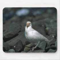 American Sheathbill mousepads