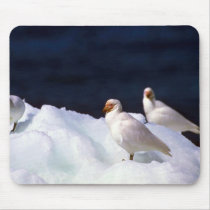 American Sheathbills mousepads
