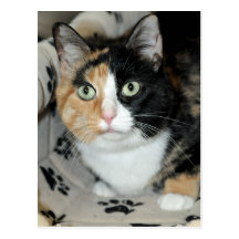 American Shorthair Calico Shelter Cat Postcards