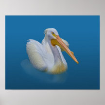 American White Pelican Print