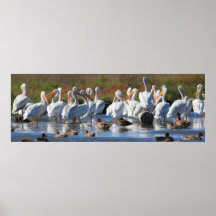 American White Pelicans Print