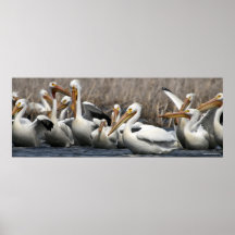 American White Pelicans Print