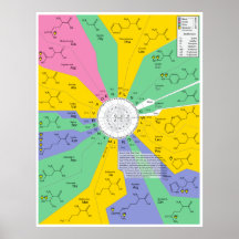 Amino Acid Chemical Molecule Identification Chart Poster
