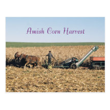 Amish Corn Harvest Postcard