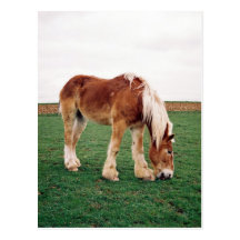 Amish Draught   Horse in Field Post Cards