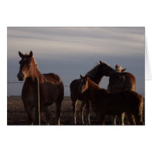 Amish Draught   Horses at Sunset Card