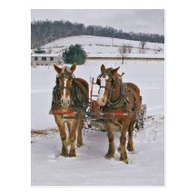 Amish Draught   horses In Winter-Postcard