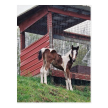 Amish Foal Post Cards