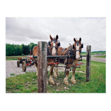 Amish Hitching Post Postcards