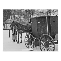Amish Horse and Buggy-Postcard