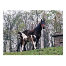 Amish Horse and Foal Post Card