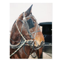Amish Horse Postcard