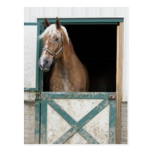 Amish Horse Postcards
