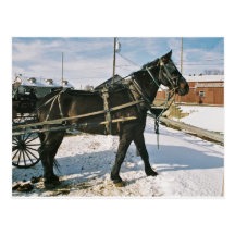 Amish Horse Power-Postcard