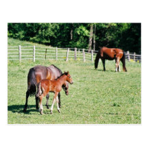 Amish Horse trio in Field Postcards