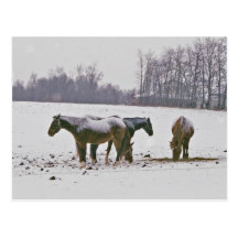 Amish Horses in Field-Postcard